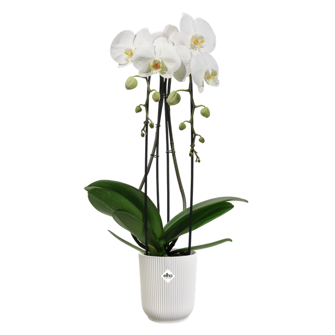 vibes fold orchidee hoog 12,5cm zijdewit